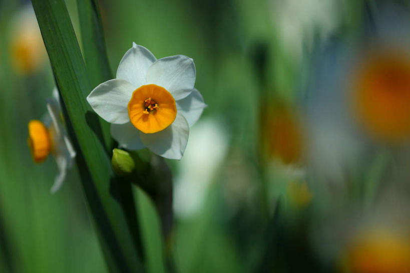 无人,横图,室外,特写,白天,正面,爱情,旅游,度假,陶醉,美景,植物,水仙花,日本,亚洲,朦胧,模糊,盛开,景观,娱乐,花,花瓣,花朵,花卉,鲜花,两朵,白色,自然,花蕊,享受,休闲,景色,放松,自然风光,记忆,东亚,本州,关东地方,本州岛,日本国,金盏银台,玉玲珑,女史花,雅蒜,天蒜,崎玉,崎玉县,敬意,自恋,凌波仙子,水仙,天葱,彩图