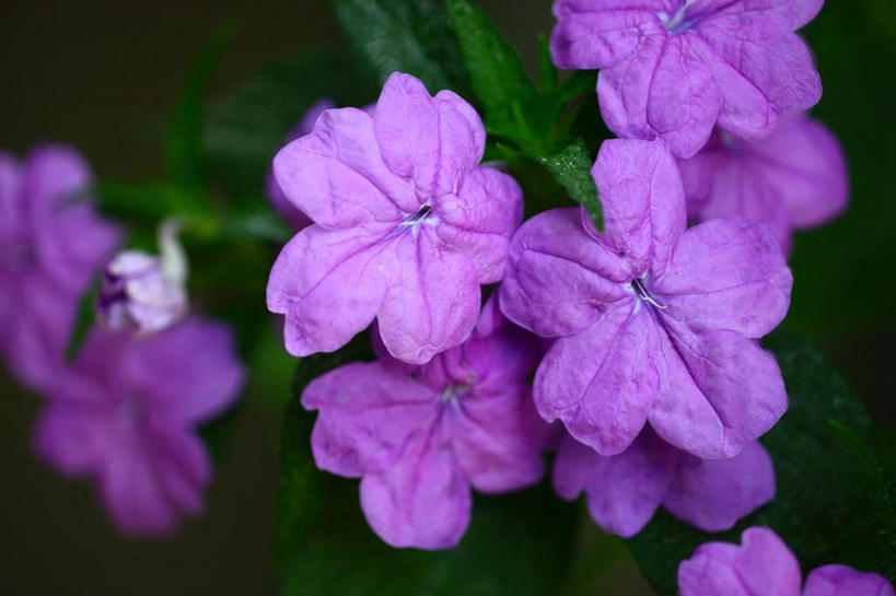 无人,横图,俯视,室外,特写,白天,旅游,度假,美景,植物,叶子,东京,日本,亚洲,许多,朦胧,模糊,盛开,景观,绿叶,娱乐,花,花瓣,花朵,花卉,鲜花,蓝色,自然,花蕊,享受,休闲,嫩叶,景色,放松,自然风光,东亚,本州,关东地方,本州岛,日本国,东京都,蓝英花,叶,叶片,彩图,高角度拍摄
