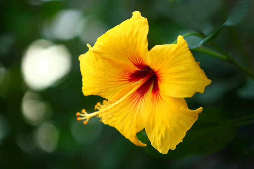 无人,横图,室外,特写,白天,正面,旅游,度假,美景,植物,叶子,朦胧,模糊,盛开,景观,绿叶,木槿,木槿花,美丽,娱乐,花,花瓣,花朵,花卉,鲜花,一朵,黄色,自然,花蕊,享受,休闲,嫩叶,景色,放松,坚韧,自然风光,永恒,质朴,无穷花,叶,叶片,彩图