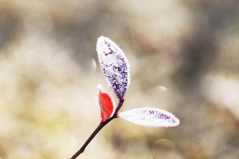 无人,横图,俯视,室外,特写,白天,旅游,度假,美景,雪,大雪,叶子,日本,亚洲,一片,阴影,朦胧,模糊,光线,影子,积雪,景观,雪景,冬季,冬天,绿叶,娱乐,红色,阳光,自然,享受,休闲,嫩叶,景色,放松,寒冷,自然风光,东亚,日本国,严寒,叶,叶片,彩图,高角度拍摄