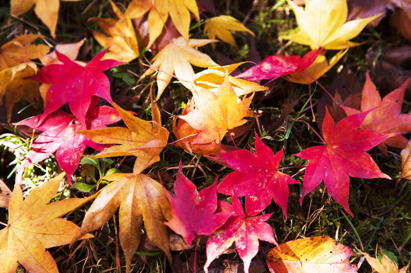 无人,横图,俯视,室外,特写,白天,旅游,度假,草地,草坪,美景,秋季,植物,叶子,日本,亚洲,许多,阴影,光线,影子,景观,枯叶,落叶,娱乐,草,黄色,红色,绿色,阳光,自然,享受,休闲,景色,放松,自然风光,东亚,本州,关东地方,本州岛,日本国,栃木,栃木县,叶,叶片,秋,秋天,彩图,高角度拍摄