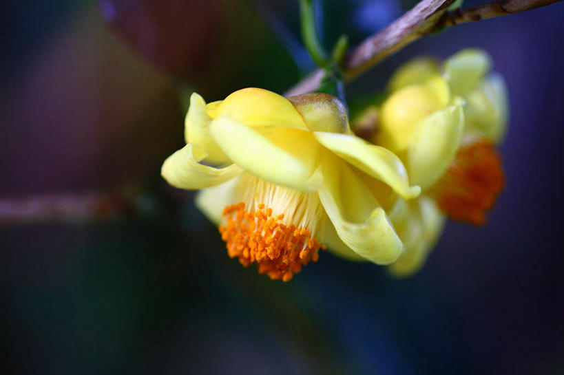 无人,横图,俯视,室外,特写,白天,旅游,度假,美景,植物,山茶花,叶子,东京,日本,亚洲,朦胧,模糊,景观,绿叶,花蕾,娱乐,花瓣,花朵,花卉,鲜花,两朵,黄色,自然,花苞,享受,休闲,嫩叶,景色,放松,自然风光,东亚,本州,关东地方,本州岛,日本国,东京都,玉茗花,耐冬,海石榴,茶花,叶,叶片,彩图,高角度拍摄