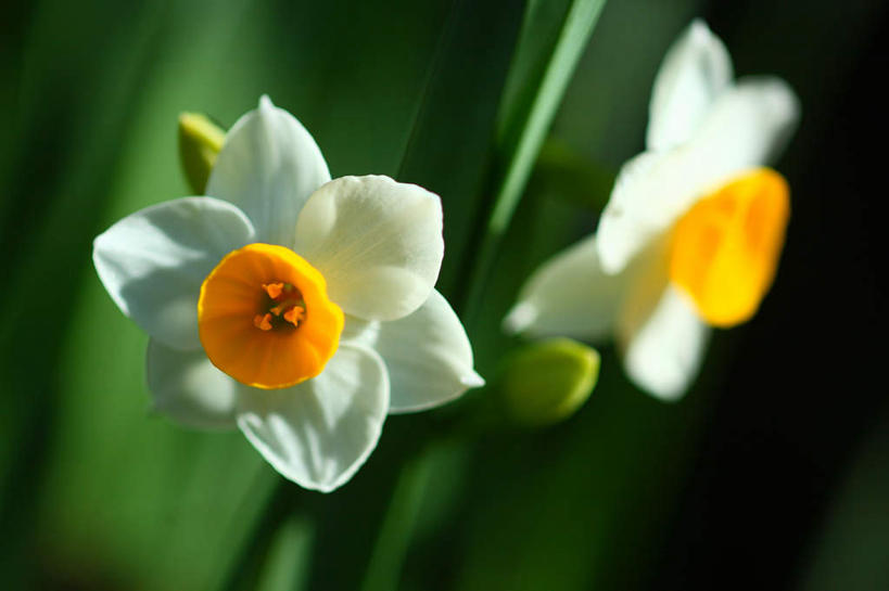 无人,横图,俯视,室外,特写,白天,爱情,旅游,度假,陶醉,美景,植物,水仙花,东京,日本,亚洲,朦胧,模糊,盛开,景观,娱乐,花,花瓣,花朵,花卉,鲜花,两朵,白色,自然,花蕊,享受,休闲,景色,放松,自然风光,记忆,东亚,本州,关东地方,本州岛,日本国,东京都,金盏银台,玉玲珑,女史花,雅蒜,天蒜,敬意,自恋,凌波仙子,水仙,天葱,彩图,高角度拍摄