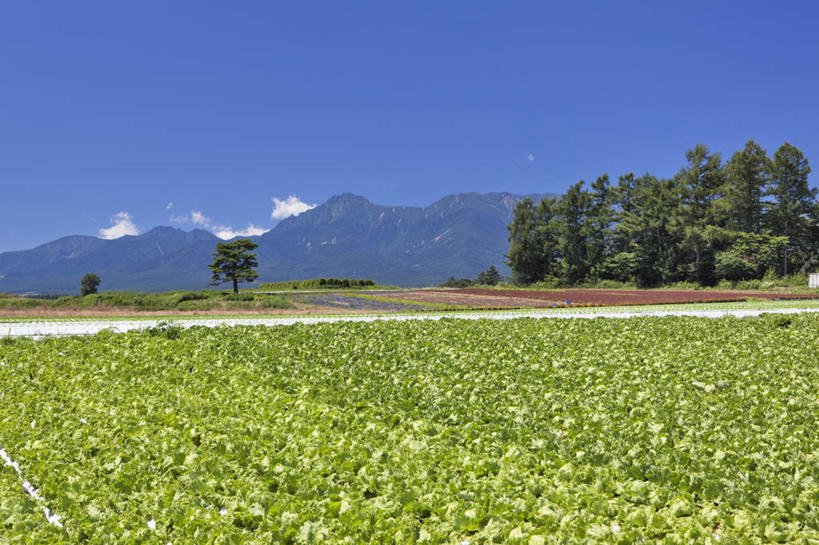 无人,横图,室外,白天,正面,旅游,度假,草地,草坪,美景,树林,植物,道路,路,长野县,日本,亚洲,阴影,光线,影子,景观,云,云朵,小路,交通,云彩,娱乐,草,树,树木,蓝色,绿色,白云,蓝天,天空,阳光,自然,天,享受,休闲,景色,放松,生长,晴朗,成长,自然风光,东亚,本州,本州岛,日本国,中部地方,长野,晴空,彩图