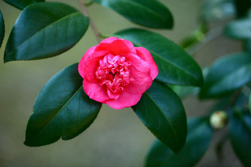 无人,横图,俯视,室外,特写,白天,旅游,度假,美景,植物,山茶花,叶子,朦胧,模糊,盛开,景观,绿叶,娱乐,花,花瓣,花朵,花卉,鲜花,一朵,粉色,自然,花蕊,享受,休闲,嫩叶,景色,放松,自然风光,玉茗花,耐冬,海石榴,茶花,叶,叶片,彩图,高角度拍摄