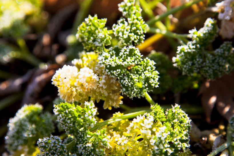 无人,横图,俯视,室外,白天,旅游,度假,美景,植物,叶子,日本,亚洲,阴影,光线,影子,景观,绿叶,娱乐,绿色,阳光,自然,享受,休闲,嫩叶,景色,放松,自然风光,东亚,日本国,叶,叶片,彩图,高角度拍摄