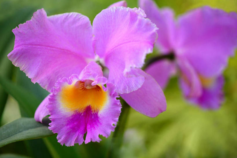 无人,横图,俯视,室外,特写,白天,旅游,度假,美景,植物,叶子,日本,亚洲,许多,朦胧,模糊,盛开,景观,绿叶,娱乐,花,花瓣,花朵,花卉,鲜花,粉色,自然,花蕊,享受,休闲,嫩叶,景色,放松,高雅,自然风光,东亚,本州,关东地方,本州岛,日本国,崎玉,崎玉县,淡泊,花中君子,热带兰,洋兰,兰花,叶,叶片,彩图,高角度拍摄