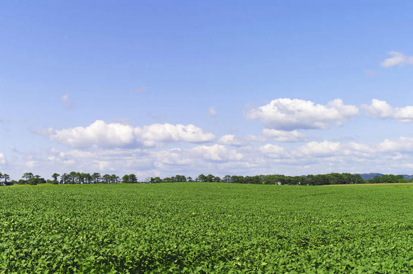 无人,横图,室外,白天,正面,旅游,度假,草地,草坪,美景,植物,北海道,日本,亚洲,阴影,光线,影子,景观,云,云朵,云彩,娱乐,草,树,树木,蓝色,绿色,白云,蓝天,天空,阳光,自然,天,享受,休闲,景色,放松,生长,晴朗,成长,自然风光,东亚,日本国,北海道地方,北海道岛,晴空,彩图
