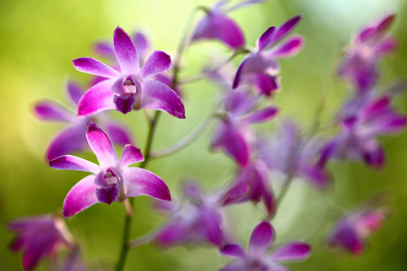 无人,横图,俯视,室外,特写,白天,旅游,度假,花海,花圃,美景,植物,叶子,日本,亚洲,许多,朦胧,模糊,盛开,景观,绿叶,石斛,花蕾,娱乐,花,花瓣,花朵,花卉,鲜花,粉色,绿色,自然,花丛,花田,花苞,花蕊,享受,休闲,嫩叶,景色,放松,生长,成长,自然风光,东亚,本州,关东地方,本州岛,日本国,崎玉,崎玉县,石斛兰,金钗石斛,叶,叶片,彩图,高角度拍摄