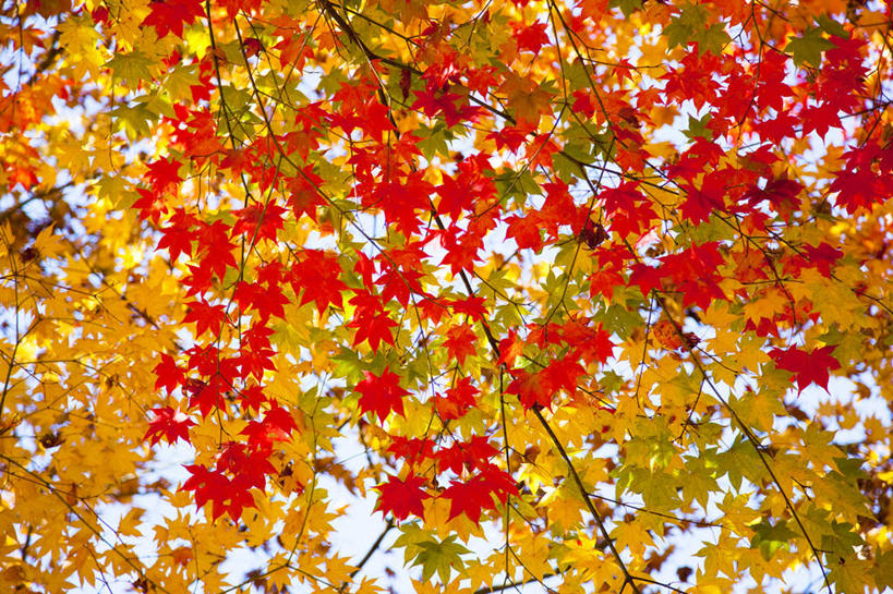 无人,横图,室外,白天,仰视,旅游,度假,美景,植物,叶子,日本,亚洲,阴影,光线,影子,景观,枫叶,枯叶,落叶,娱乐,树,树木,黄色,红色,蓝色,绿色,蓝天,天空,阳光,自然,天,享受,休闲,景色,放松,遮,遮掩,生长,成长,枫树叶,掩盖,遮挡,自然风光,东亚,遮盖,本州,关东地方,本州岛,日本国,栃木,栃木县,掩饰,叶,叶片,彩图,低角度拍摄