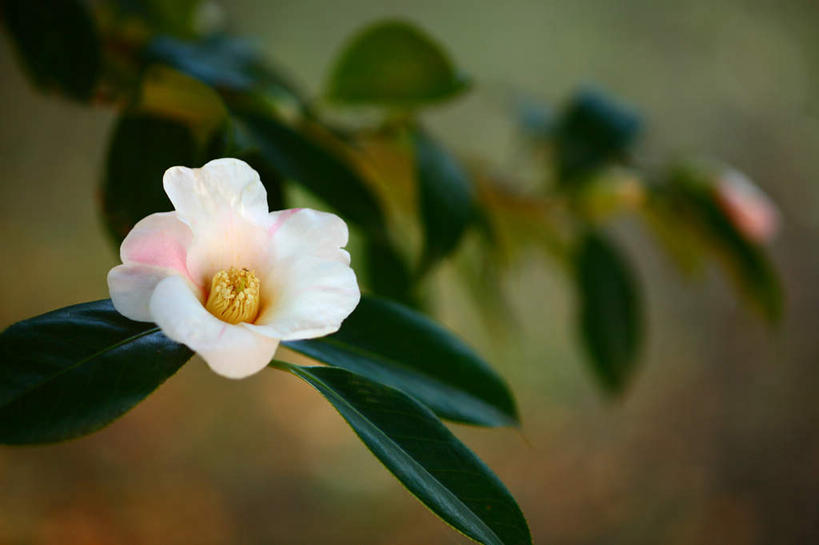 无人,横图,俯视,室外,特写,白天,旅游,度假,美景,山茶花,叶子,东京,日本,亚洲,阴影,朦胧,模糊,光线,影子,景观,绿叶,娱乐,一朵,白色,阳光,自然,享受,休闲,嫩叶,景色,放松,自然风光,东亚,本州,关东地方,本州岛,日本国,东京都,玉茗花,耐冬,海石榴,茶花,叶,叶片,彩图,高角度拍摄