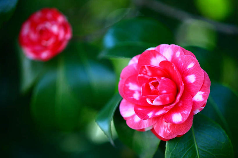 无人,横图,俯视,室外,特写,白天,旅游,度假,草地,草坪,美景,植物,山茶花,叶子,东京,日本,亚洲,朦胧,模糊,盛开,景观,绿叶,花蕾,娱乐,草,花,花瓣,花朵,鲜花,两朵,红色,绿色,自然,花苞,花蕊,享受,休闲,嫩叶,景色,放松,自然风光,东亚,本州,关东地方,本州岛,日本国,东京都,玉茗花,耐冬,海石榴,茶花,叶,叶片,彩图,高角度拍摄