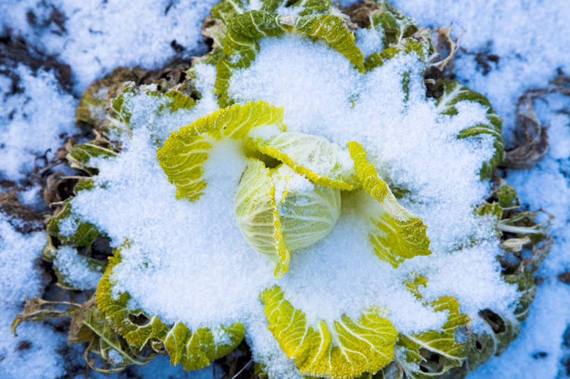 无人,横图,俯视,室外,特写,白天,旅游,度假,美景,雪,大雪,蔬菜,叶子,日本,亚洲,许多,新鲜,积雪,景观,雪景,冬季,冬天,食品,绿叶,娱乐,白菜,食物,自然,享受,休闲,嫩叶,景色,放松,寒冷,有机食品,绿色食品,自然风光,东亚,本州,关东地方,本州岛,日本国,栃木,栃木县,严寒,叶,叶片,彩图,高角度拍摄