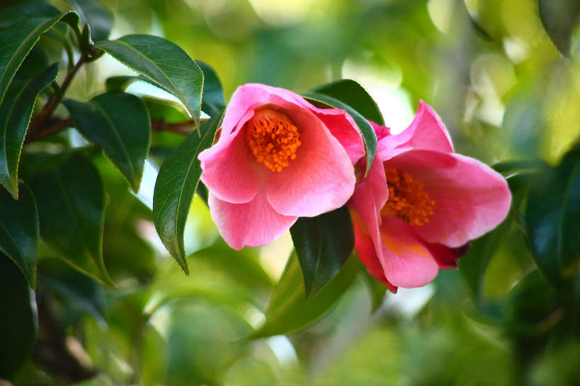 无人,横图,室外,特写,白天,正面,旅游,度假,草地,草坪,美景,植物,山茶花,叶子,东京,日本,亚洲,阴影,朦胧,模糊,盛开,光线,影子,景观,绿叶,花蕾,娱乐,草,花,花瓣,花朵,鲜花,两朵,红色,绿色,阳光,自然,花苞,花蕊,享受,休闲,嫩叶,景色,放松,自然风光,东亚,本州,关东地方,本州岛,日本国,东京都,玉茗花,耐冬,海石榴,茶花,叶,叶片,彩图