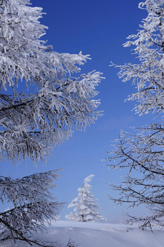 无人,竖图,室外,白天,仰视,旅游,度假,草地,草坪,美景,山,山脉,雪,植物,大雪,长野县,日本,亚洲,阴影,反射,影子,积雪,景观,山峰,雪景,冬季,冬天,山峦,娱乐,草,树,树木,蓝色,绿色,蓝天,天空,自然,群山,天,享受,休闲,景色,放松,寒冷,生长,晴朗,成长,自然风光,东亚,本州,万里无云,本州岛,日本国,中部地方,长野,严寒,晴空,晴空万里,彩图,低角度拍摄