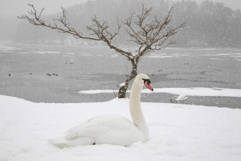 无人,横图,室外,白天,侧面,旅游,度假,湖,湖泊,美景,山,山脉,水,雪,植物,大雪,鸟,野生动物,天鹅,大分县,日本,亚洲,阴影,光线,鸟类,影子,湖面,积雪,景观,山峰,水流,水面,雪景,云,云朵,冬季,冬天,山峦,云彩,注视,娱乐,树,树木,一只,蓝色,绿色,白云,蓝天,天空,阳光,自然,动物,湖水,群山,天,观察,看,趴着,享受,休闲,景色,放松,寒冷,可爱,生长,成长,观看,察看,关注,自然风光,东亚,日本国,九州本岛,九州,九州岛,九州地方,严寒,大分,鹄,趴,彩图,全身