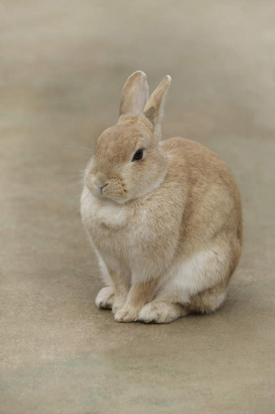 无人,坐,竖图,俯视,室内,特写,白天,哺乳动物,阴影,灰色背景,反射,兔子,瓷砖,地砖,影子,地面,注视,一只,灰色,动物,观察,看,摄影,影棚,观看,兔,察看,关注,坐着,彩图,高角度拍摄,全身,影棚拍摄,拍摄