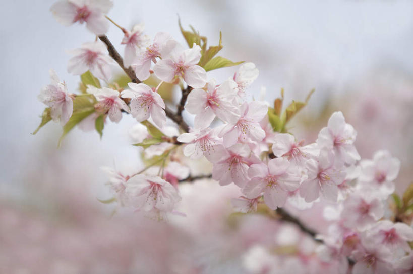 无人,横图,室外,特写,白天,正面,旅游,度假,美景,植物,樱花,东京,日本,亚洲,阴影,朦胧,模糊,盛开,光线,影子,景观,花蕾,娱乐,花,花瓣,花朵,鲜花,树,树木,树枝,粉色,蓝色,绿色,蓝天,天空,阳光,自然,天,花苞,花蕊,享受,休闲,景色,放松,生长,成长,自然风光,东亚,本州,关东地方,本州岛,日本国,东京都,仙樱花,福岛樱,青肤樱,荆桃,彩图