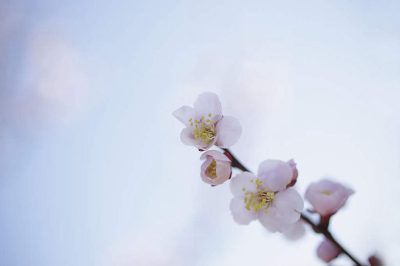 无人,横图,室外,特写,白天,正面,旅游,度假,美景,植物,樱花,东京,日本,亚洲,阴影,朦胧,模糊,盛开,光线,影子,景观,花蕾,娱乐,花,花瓣,花朵,鲜花,树,树木,树枝,粉色,蓝色,绿色,蓝天,天空,阳光,自然,天,花苞,花蕊,享受,休闲,景色,放松,生长,成长,自然风光,东亚,本州,关东地方,本州岛,日本国,东京都,仙樱花,福岛樱,青肤樱,荆桃,彩图