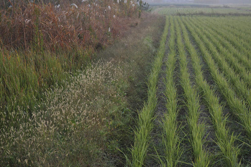 无人,农田,横图,俯视,室外,白天,旅游,度假,农业,庄稼,农作物,草地,草坪,美景,植物,日本,亚洲,一排,阴影,整齐,光线,影子,稻田,景观,千叶县,娱乐,草,树,树木,排列,绿色,阳光,自然,享受,休闲,景色,放松,生长,成长,队列,自然风光,东亚,本州,关东地方,本州岛,日本国,千叶,彩图,高角度拍摄,耕地,庄稼田