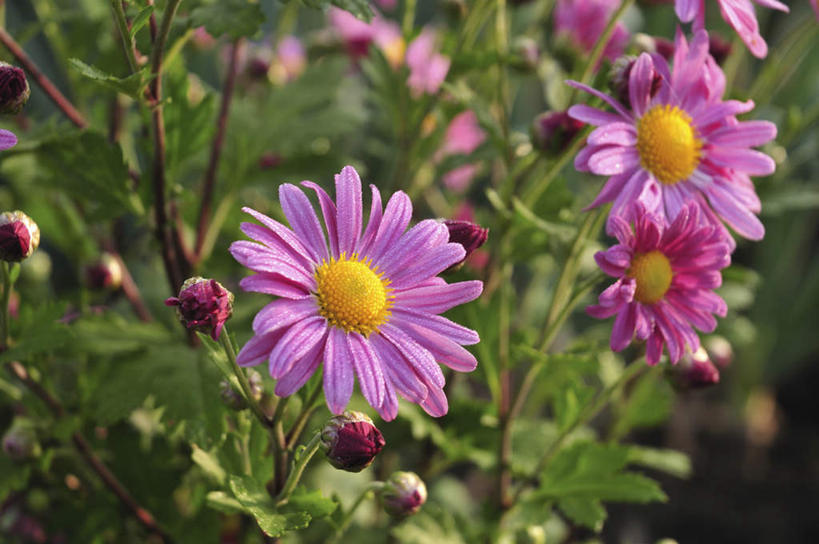 无人,横图,俯视,室外,特写,白天,旅游,度假,快乐,幸福,草地,草坪,美景,植物,日本,亚洲,许多,阴影,朦胧,模糊,盛开,光线,影子,景观,玛格丽特,千叶县,花蕾,娱乐,草,雏菊,花,花瓣,花朵,鲜花,粉色,绿色,阳光,自然,花苞,花蕊,享受,休闲,菊花,景色,放松,活力,希望,坚强,自然风光,和平,东亚,离别,本州,关东地方,本州岛,日本国,延命菊,幸福花,春菊,马兰头花,千叶,暗恋,纯情,单恋,天真,彩图,高角度拍摄,愉快