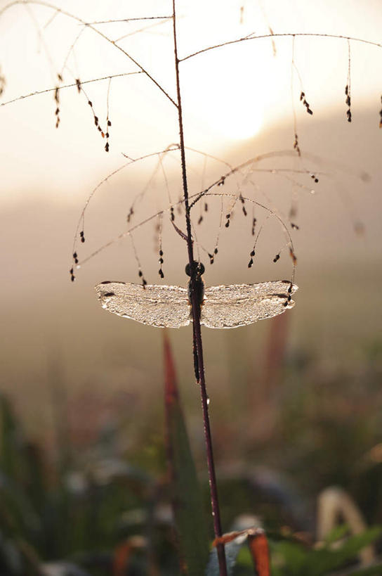 无人,竖图,俯视,室外,特写,白天,旅游,度假,草地,草坪,美景,植物,日本,亚洲,阴影,朦胧,模糊,盛开,光线,蜻蜓,昆虫,影子,景观,千叶县,花蕾,注视,娱乐,草,花,花瓣,花朵,鲜花,树,树木,一只,红色,蓝色,绿色,蓝天,天空,阳光,自然,动物,天,花苞,花蕊,观察,看,趴着,享受,休闲,景色,放松,生长,成长,观看,察看,关注,自然风光,益虫,东亚,本州,关东地方,本州岛,日本国,千叶,趴,彩图,高角度拍摄