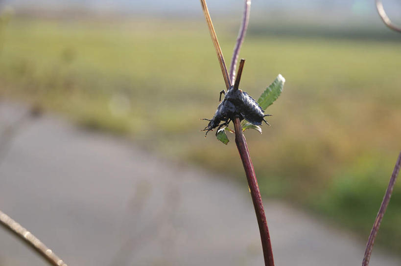 无人,横图,俯视,室外,特写,白天,旅游,度假,草地,草坪,河流,美景,水,植物,日本,亚洲,阴影,朦胧,模糊,光线,昆虫,影子,河水,景观,水流,枝条,千叶县,娱乐,草,一只,蓝色,绿色,蓝天,天空,阳光,自然,动物,天,享受,休闲,景色,放松,自然风光,益虫,东亚,本州,关东地方,本州岛,日本国,千叶,彩图,高角度拍摄