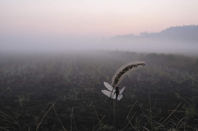 无人,横图,俯视,室外,特写,白天,旅游,度假,草地,草坪,美景,植物,日本,亚洲,阴影,朦胧,模糊,飞行,光线,蜻蜓,昆虫,影子,景观,云,云朵,千叶县,云彩,娱乐,草,树,树木,一只,蓝色,绿色,白云,蓝天,天空,阳光,自然,动物,天,享受,休闲,景色,放松,生长,成长,自然风光,益虫,东亚,本州,关东地方,本州岛,日本国,千叶,彩图,高角度拍摄