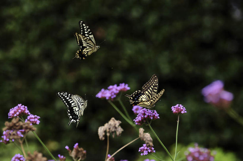 无人,横图,俯视,室外,特写,白天,旅游,度假,草地,草坪,美景,植物,蝴蝶,日本,亚洲,三只,阴影,朦胧,模糊,盛开,飞行,光线,昆虫,影子,景观,千叶县,花蕾,娱乐,草,花,花瓣,花朵,鲜花,树,树木,绿色,紫色,阳光,自然,动物,花苞,花蕊,享受,休闲,景色,放松,生长,成长,自然风光,益虫,东亚,凤尾蝶,本州,关东地方,本州岛,日本国,千叶,彩图,高角度拍摄