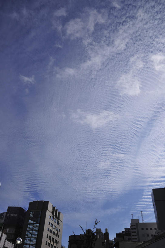 无人,高楼大厦,竖图,室外,白天,仰视,度假,美景,植物,窗户,城市风光,城市,大厦,建筑,摩天大楼,东京,日本,亚洲,一排,许多,阴影,整齐,光线,影子,景观,云,云朵,云彩,娱乐,建设,玻璃窗,树,树木,排列,蓝色,绿色,白云,蓝天,天空,阳光,自然,天,享受,休闲,景色,放松,生长,成长,队列,东亚,本州,关东地方,本州岛,日本国,东京都,彩图,低角度拍摄,大楼,高层建筑,高楼,摩天楼