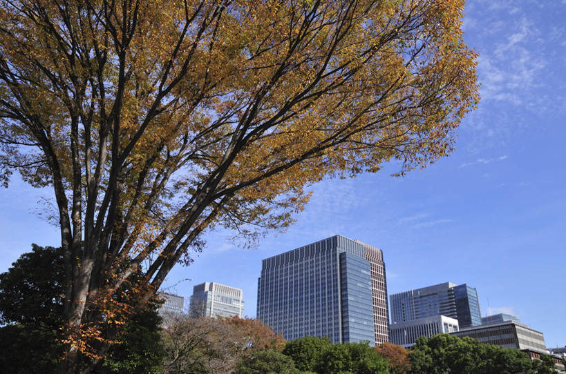 无人,高楼大厦,横图,室外,白天,仰视,度假,草地,草坪,美景,植物,城市风光,城市,大厦,建筑,摩天大楼,东京,日本,亚洲,阴影,光线,影子,景观,云,云朵,云彩,娱乐,建设,草,树,树木,蓝色,绿色,白云,蓝天,天空,阳光,自然,天,享受,休闲,景色,放松,生长,成长,东亚,本州,关东地方,本州岛,日本国,东京都,彩图,低角度拍摄,大楼,高层建筑,高楼,摩天楼