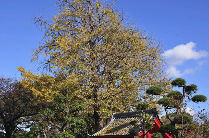 无人,家,横图,室外,白天,仰视,旅游,度假,草地,草坪,美景,植物,东京,日本,亚洲,阴影,光线,瓦片,影子,房屋,屋檐,屋子,景观,云,云朵,云彩,娱乐,楼房,檐,住宅,草,树,树木,红色,蓝色,绿色,白云,蓝天,天空,阳光,自然,天,享受,休闲,景色,放松,生长,成长,自然风光,东亚,本州,关东地方,本州岛,日本国,东京都,彩图,低角度拍摄,房子