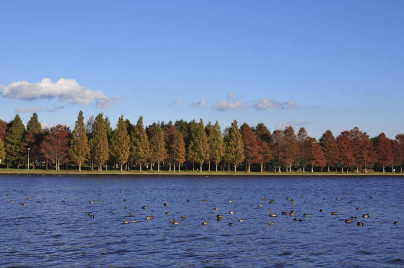 无人,栏杆,横图,室外,白天,正面,旅游,度假,草地,草坪,河流,美景,水,植物,鸟,东京,日本,亚洲,阴影,波纹,飞行,光线,鸟类,影子,河水,景观,水流,云,云朵,围栏,云彩,注视,娱乐,护栏,草,树,树木,蓝色,绿色,白云,蓝天,水纹,天空,阳光,自然,波浪,天,观察,看,享受,休闲,景色,放松,生长,成长,观看,察看,关注,自然风光,东亚,本州,关东地方,本州岛,日本国,东京都,彩图