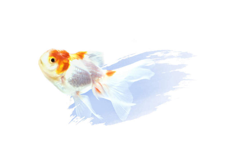 无人,横图,插画,室内,白天,白色背景,正面,数码,科技,一条,阴影,网络,金鱼,鱼,高光,几何,计算机图形,合成,图画,鱼类,画,蓝色,蓝天,天空,天,晴朗,电脑合成图,数码合成图,漫画,万里无云,写实,具体,具象,观赏鱼,金鲫鱼,晴空,晴空万里,彩图