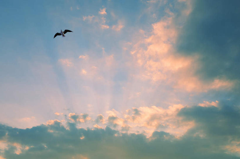 无人,横图,室外,白天,仰视,旅游,度假,美景,日落,鸟,东京,日本,亚洲,飞翔,鸟类,景观,晚霞,霞光,云,云朵,云彩,娱乐,一只,蓝色,白云,蓝天,天空,自然,黄昏,天,享受,休闲,景色,彩霞,放松,晴朗,自然风光,东亚,本州,关东地方,本州岛,日本国,东京都,晴空,夕阳,彩图,低角度拍摄