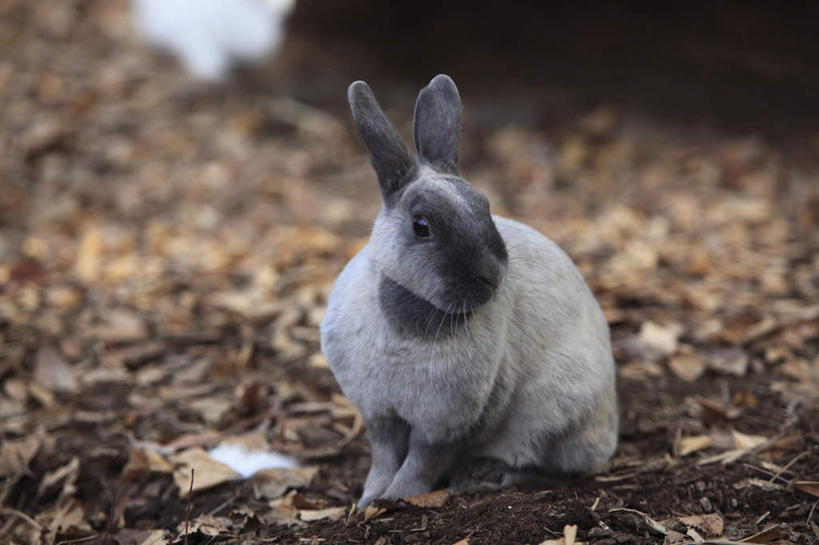 无人,横图,室外,特写,白天,正面,哺乳动物,叶子,一堆,许多,阴影,堆叠,堆积,朦胧,模糊,光线,兔子,影子,枯叶,落叶,地面,扭头,一只,蓝色,蓝天,天空,阳光,动物,天,趴着,转头,堆,兔,叶,叶片,趴,彩图,全身