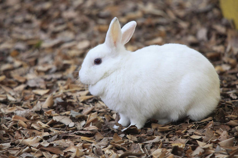 无人,横图,俯视,室外,特写,白天,哺乳动物,叶子,一堆,许多,堆叠,堆积,朦胧,模糊,兔子,枯叶,落叶,一只,白色,动物,趴着,堆,兔,叶,叶片,趴,彩图,高角度拍摄,全身