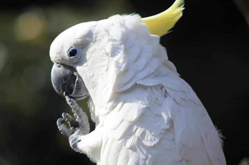 无人,站,横图,室外,特写,白天,侧面,鸟,鹦鹉,羽毛,阴影,朦胧,模糊,轻盈,柔软,光线,鸟类,影子,一只,阳光,动物,站着,可爱,活泼,金刚鹦鹉,轻柔,观赏鸟,站立,半身,彩图