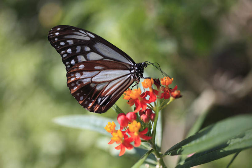无人,站,横图,俯视,室外,特写,白天,草地,草坪,植物,蝴蝶,阴影,花纹,朦胧,模糊,盛开,光线,昆虫,影子,草药,药草,花蕾,中药,草,花,花瓣,花朵,鲜花,两朵,绿色,阳光,动物,花苞,花蕊,趴着,站着,斑纹,药材,中草药,益虫,中药材,本草,马利筋,趴,站立,半身,彩图,高角度拍摄