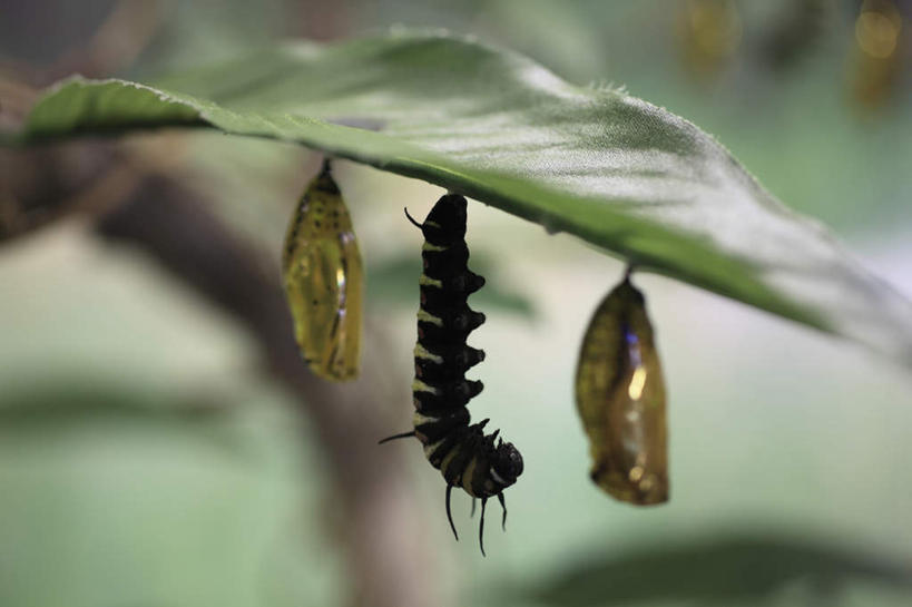 无人,横图,室外,特写,白天,正面,旅游,度假,美景,蝴蝶,叶子,花纹,朦胧,模糊,昆虫,景观,绿叶,娱乐,一个,自然,动物,享受,休闲,嫩叶,景色,放松,单个,自然风光,斑纹,益虫,蝶蛹,叶,叶片,半身,彩图