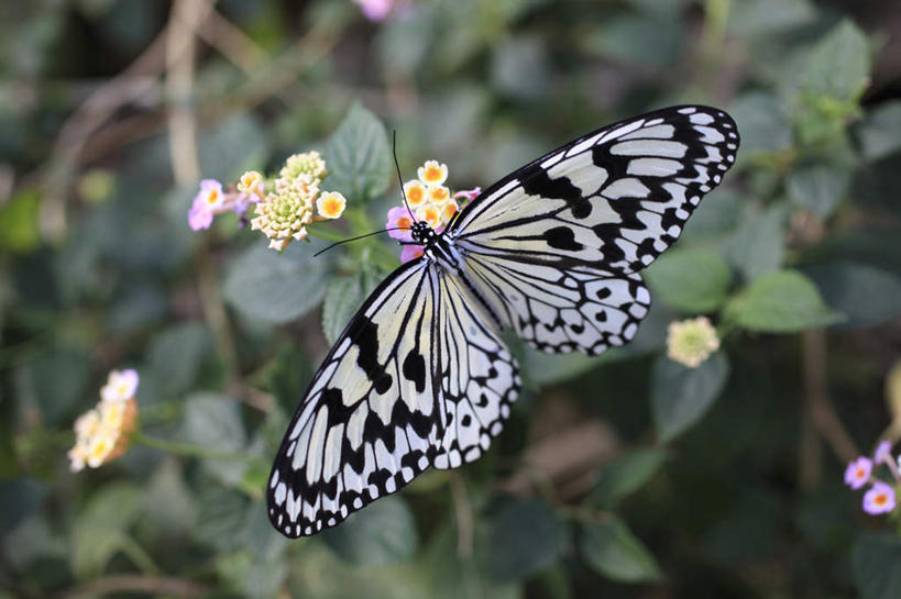无人,横图,俯视,室外,特写,白天,草地,草坪,植物,蝴蝶,叶子,许多,花纹,朦胧,模糊,盛开,昆虫,绿叶,花蕾,草,花,花瓣,花朵,鲜花,一只,绿色,动物,花苞,花蕊,嫩叶,斑纹,益虫,叶,叶片,彩图,高角度拍摄,全身
