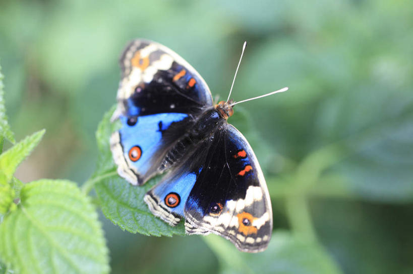 无人,横图,俯视,室外,特写,白天,草地,草坪,植物,蝴蝶,叶子,许多,花纹,朦胧,模糊,盛开,昆虫,绿叶,花蕾,草,花,花瓣,花朵,鲜花,一只,绿色,动物,花苞,花蕊,嫩叶,斑纹,益虫,叶,叶片,彩图,高角度拍摄,全身