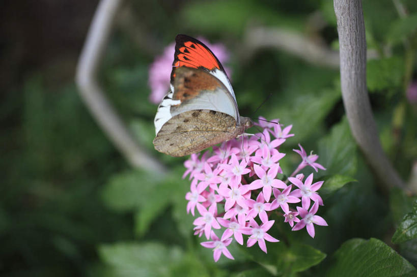 无人,横图,俯视,室外,特写,白天,草地,草坪,植物,蝴蝶,叶子,许多,花纹,朦胧,模糊,盛开,昆虫,绿叶,花蕾,草,花,花瓣,花朵,鲜花,一只,绿色,动物,花苞,花蕊,嫩叶,斑纹,益虫,叶,叶片,彩图,高角度拍摄,全身