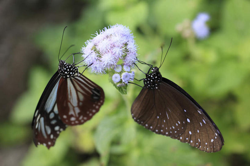 无人,横图,俯视,室外,特写,白天,草地,草坪,植物,蝴蝶,叶子,许多,花纹,朦胧,模糊,盛开,昆虫,绿叶,花蕾,草,花,花瓣,花朵,鲜花,绿色,动物,花苞,花蕊,两只,嫩叶,斑纹,益虫,叶,叶片,彩图,高角度拍摄,全身