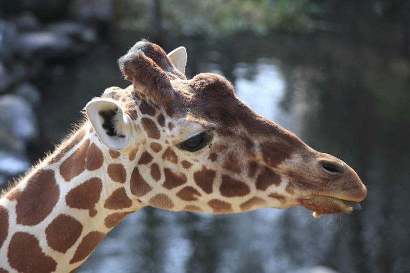 头,无人,站,横图,室外,特写,白天,侧面,河流,树林,水,植物,长颈鹿,鹿,野生动物,朦胧,模糊,河水,水流,树,树木,绿色,自然,动物,站着,可爱,活泼,生长,成长,头部,站立,半身,彩图