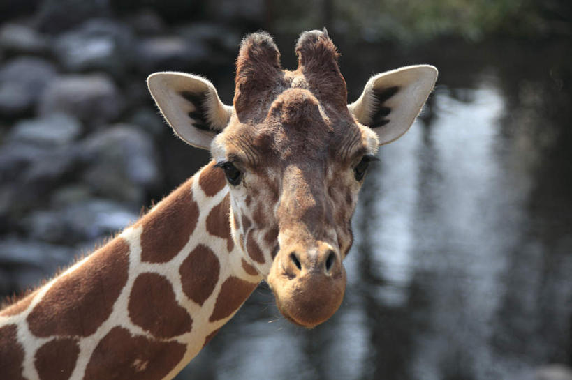 头,无人,站,横图,室外,特写,白天,正面,河流,树林,水,植物,长颈鹿,鹿,野生动物,朦胧,模糊,河水,水流,扭头,树,树木,绿色,倒影,自然,动物,站着,转头,可爱,活泼,生长,成长,倒映,反照,头部,站立,半身,彩图