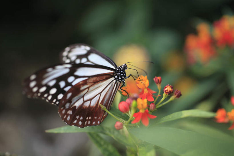 无人,站,横图,室外,特写,白天,侧面,植物,蝴蝶,叶子,许多,朦胧,模糊,盛开,昆虫,绿叶,草药,药草,花蕾,中药,花,花瓣,花朵,鲜花,粉色,动物,花苞,花蕊,站着,嫩叶,药材,中草药,益虫,中药材,本草,马利筋,叶,叶片,站立,彩图,全身