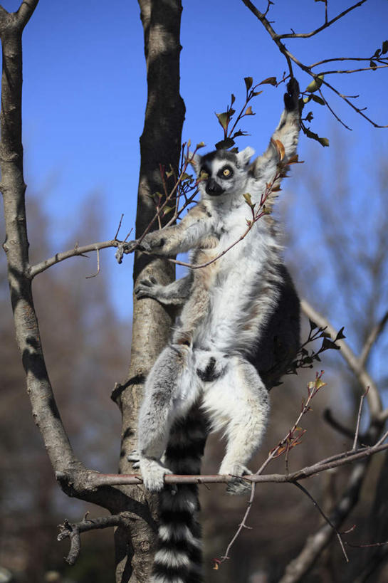 无人,站,举,伸展双臂,竖图,室外,特写,白天,正面,植物,猴,野生动物,猴子,朦胧,模糊,树,树木,蓝色,绿色,蓝天,天空,自然,动物,天,托,站着,可爱,活泼,生长,晴朗,成长,狐猴,环尾狐猴,万里无云,晴空,晴空万里,敞开双臂,举起,举手,举着,伸开双臂,向上举,向上伸,向上托,展开双肩,站立,张开手臂,张开双臂,半身,彩图