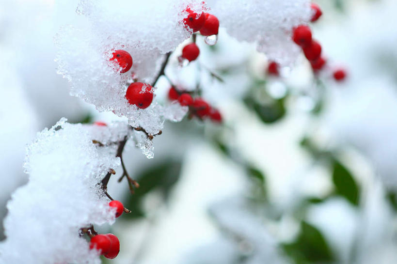 无人,横图,室外,特写,白天,正面,旅游,度假,美景,雪,植物,大雪,浆果,日本,亚洲,许多,朦胧,模糊,积雪,景观,雪景,冬季,冬天,娱乐,树,树木,树枝,红色,绿色,自然,享受,休闲,景色,放松,寒冷,生长,成长,自然风光,东亚,本州,关东地方,本州岛,日本国,崎玉,崎玉县,严寒,彩图
