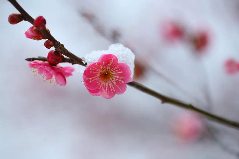 无人,横图,室外,特写,白天,正面,旅游,度假,美景,雪,大雪,日本,亚洲,许多,朦胧,模糊,盛开,积雪,景观,雪景,冬季,冬天,梅花,花蕾,娱乐,花,花瓣,花朵,鲜花,红色,自然,花苞,花蕊,享受,休闲,景色,放松,寒冷,高雅,坚强,自然风光,东亚,本州,关东地方,本州岛,日本国,崎玉,崎玉县,严寒,梅,彩图
